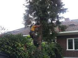 coniferen bomen rooien Breda